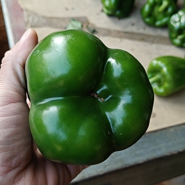 青皮尖椒，甜椒，菜椒