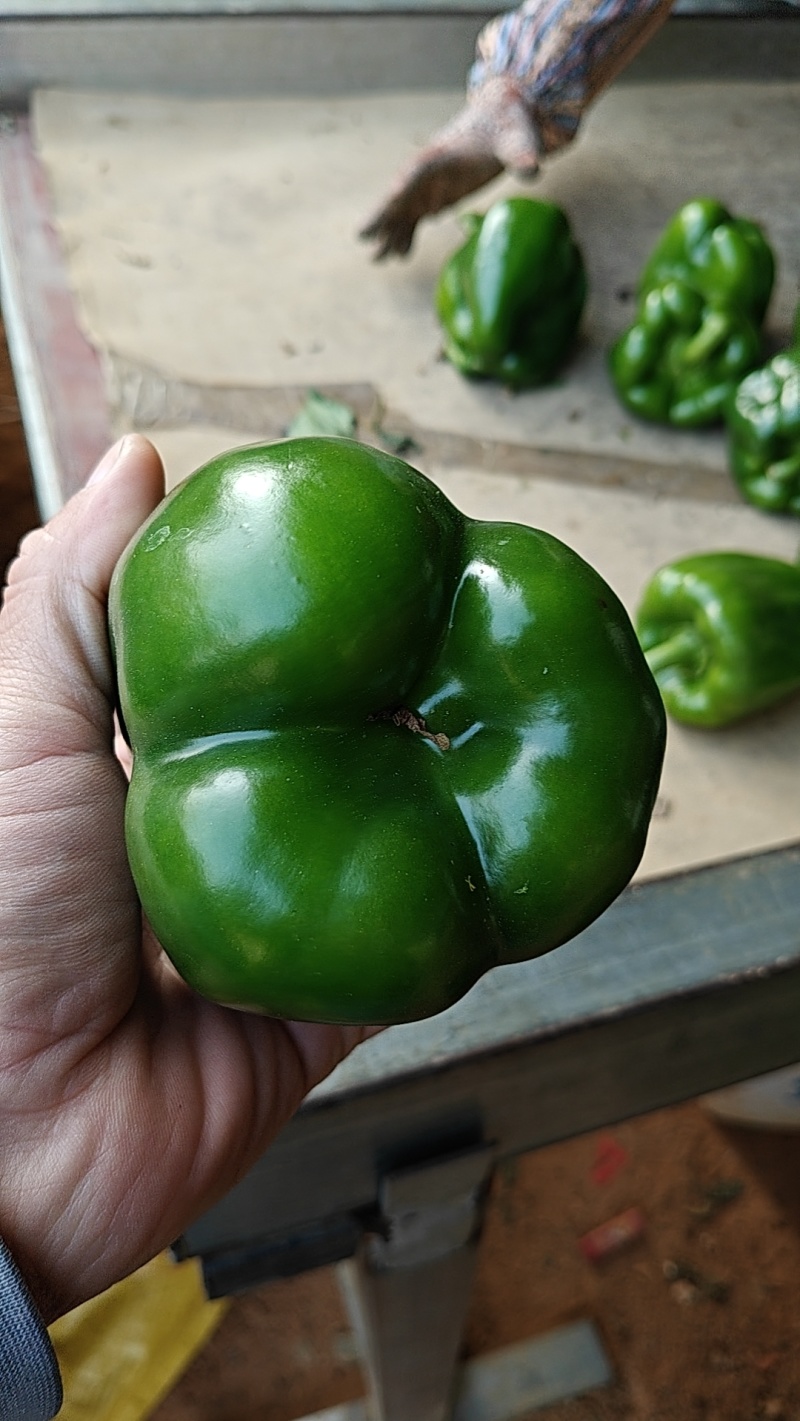 青皮尖椒，甜椒，菜椒