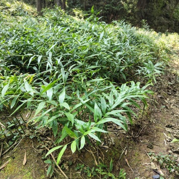 四川黄精（猫儿姜）