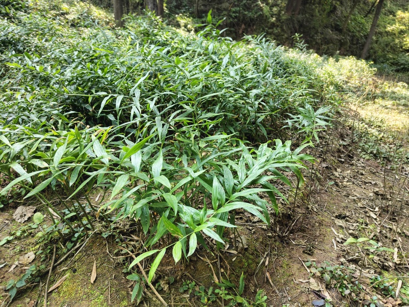 四川黄精（猫儿姜）