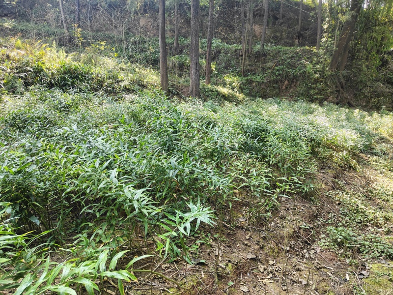 四川黄精（猫儿姜）