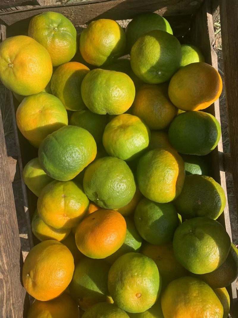 永春芦柑