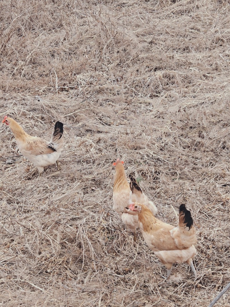 纯粮食喂养散养三色脚江汉鸡