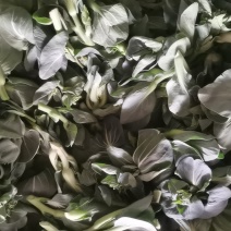 东台露地菜苔每市斤精品八毛