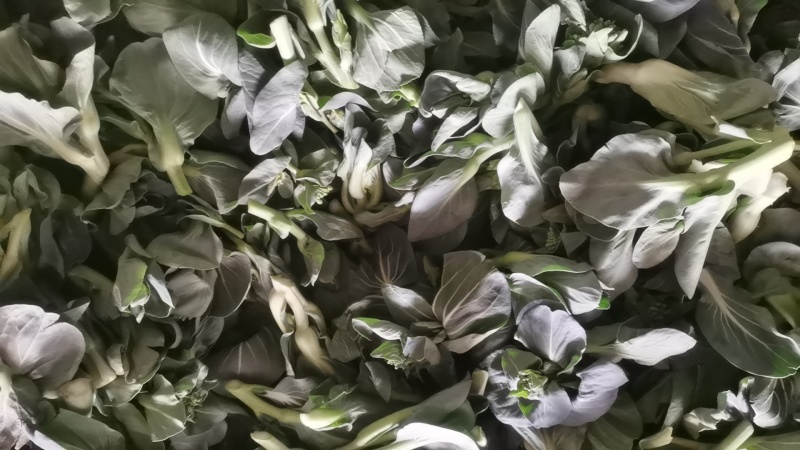 东台露地菜苔每市斤精品八毛