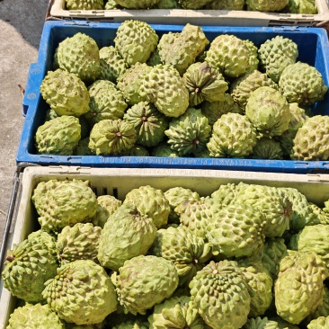 凤梨释迦