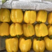 广西产地直供精品彩椒新鲜甜椒量大从优