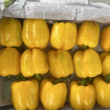 广西产地直供精品彩椒新鲜甜椒量大从优