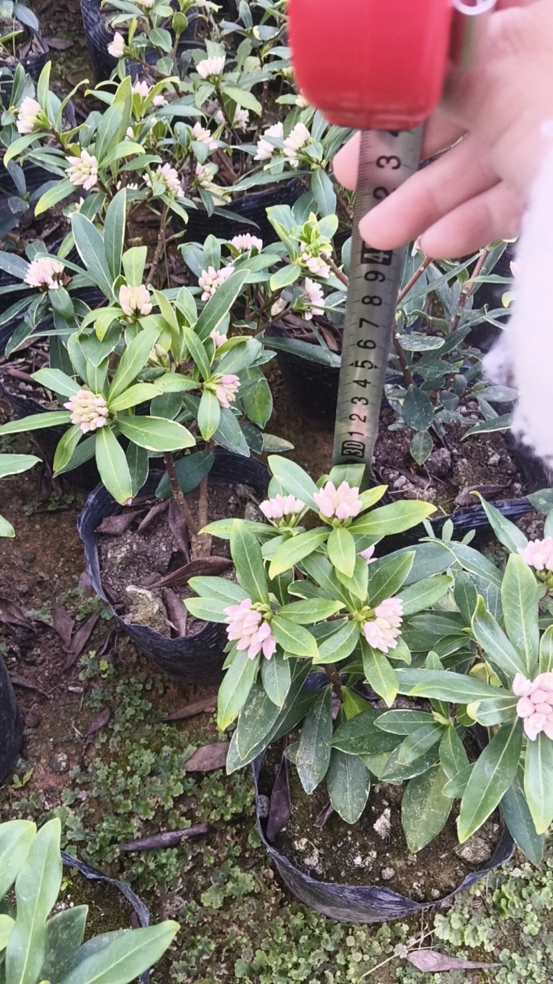 花卉绿植