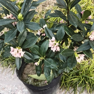 花卉绿植