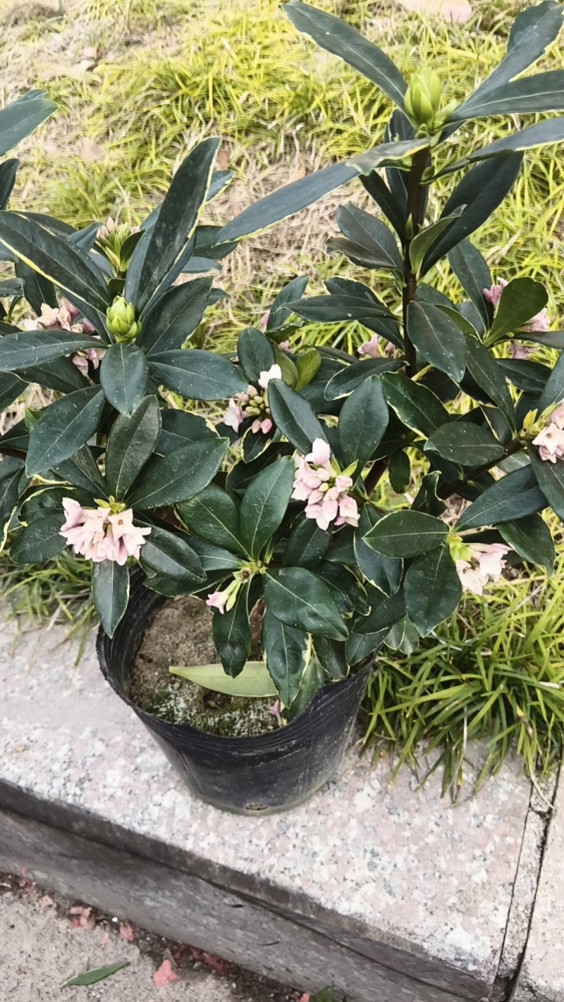 花卉绿植