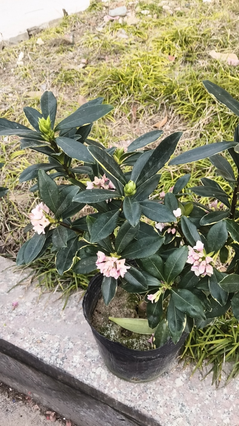 花卉绿植