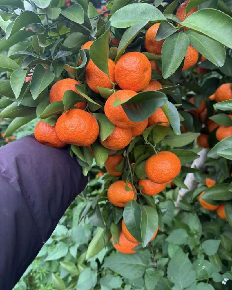 桂林砂糖橘、沃柑***********