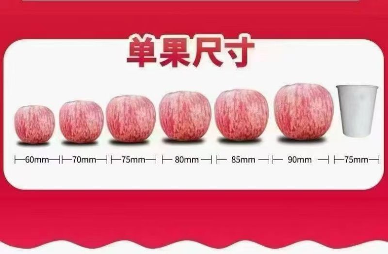 自家种的正宗洛川红富士苹果