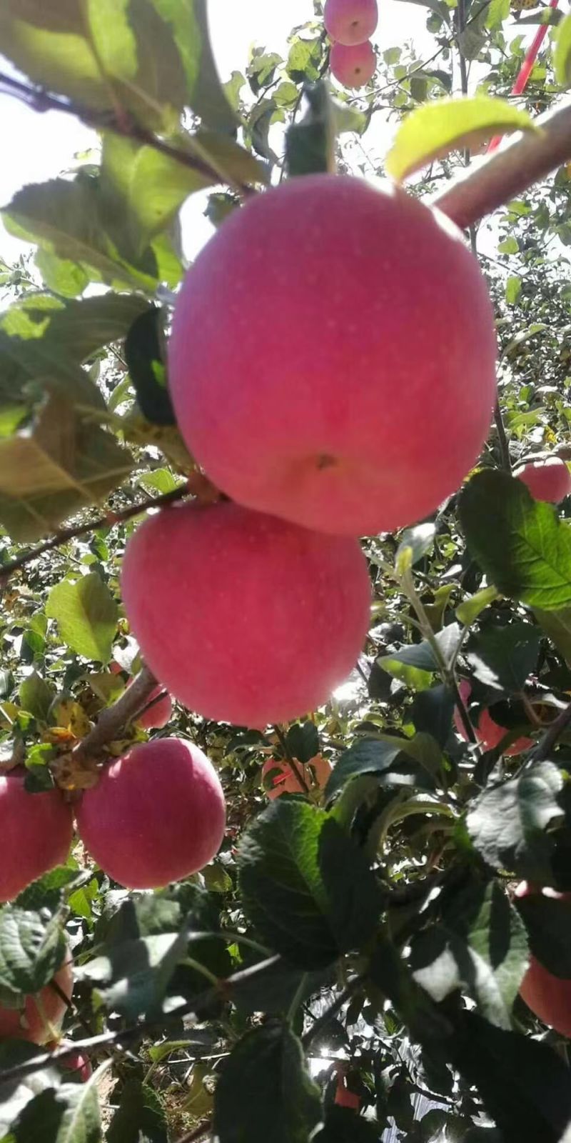 自家种的正宗洛川红富士苹果