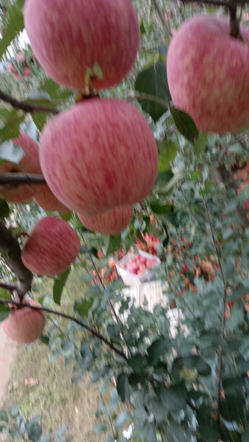 自家种的正宗洛川红富士苹果