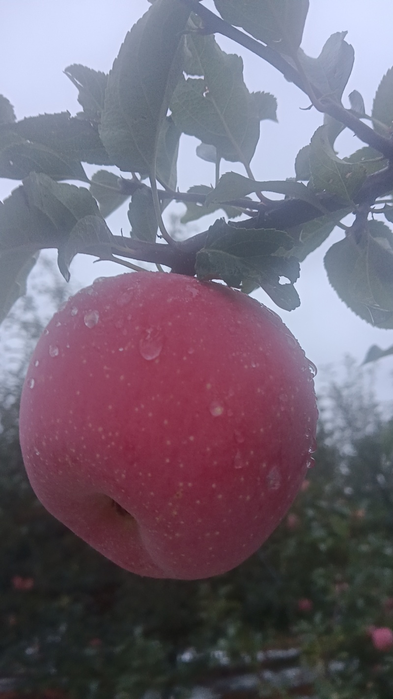 自家种的正宗洛川红富士苹果