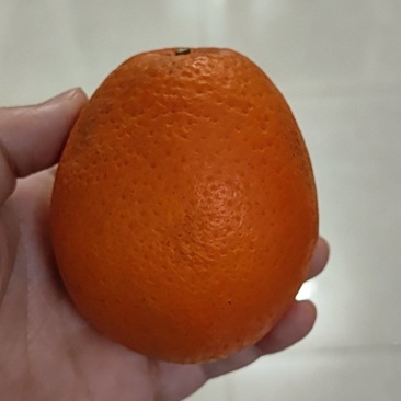 湖北宜昌山地甜橙