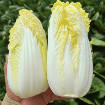 云南娃娃菜