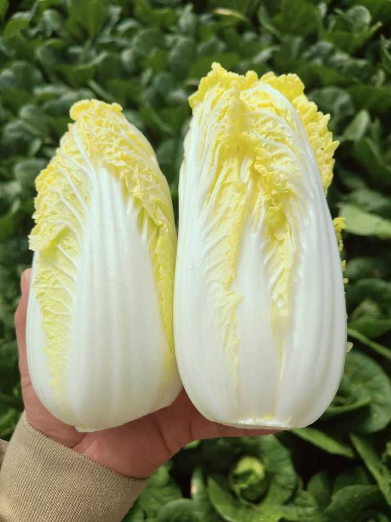 云南娃娃菜