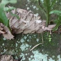 骨碎补