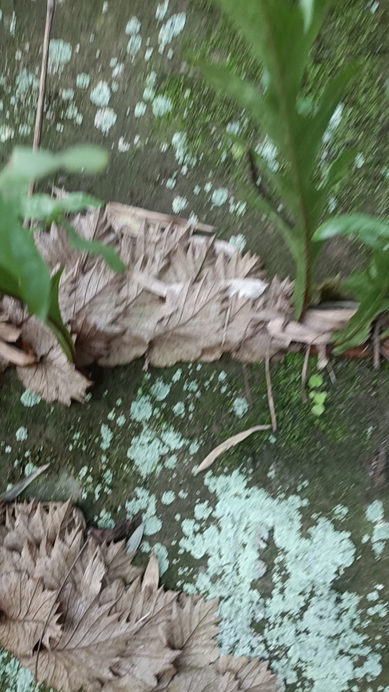 骨碎补
