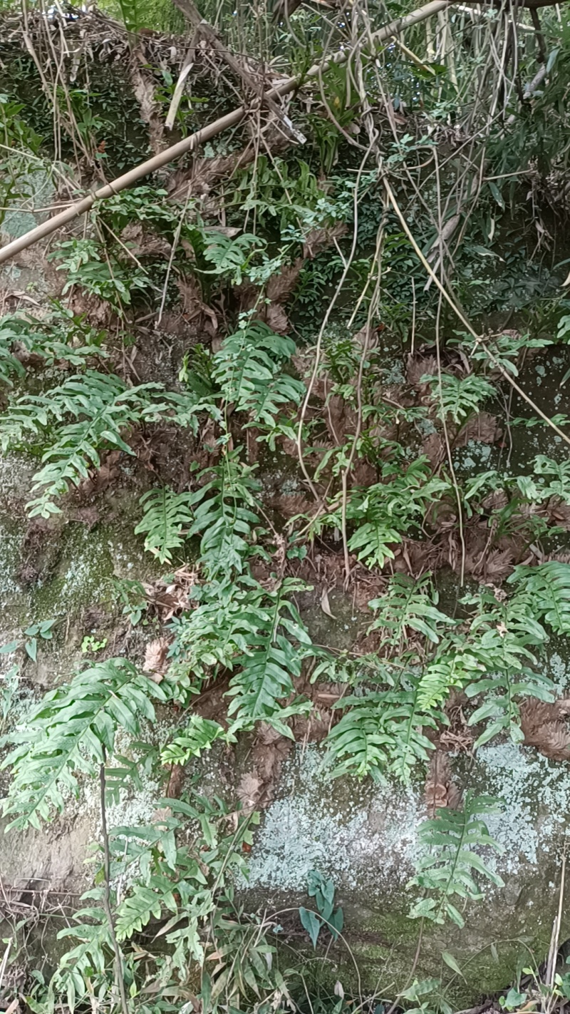 骨碎补