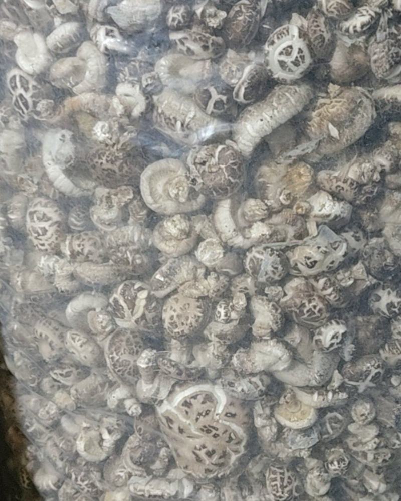 随州干花菇