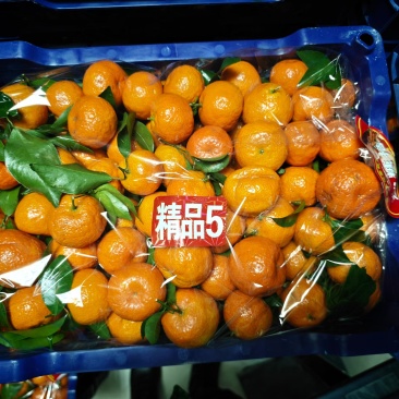 广西砂糖橘