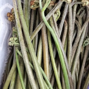 贵州野生蕨菜