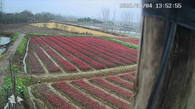 石楠小苗