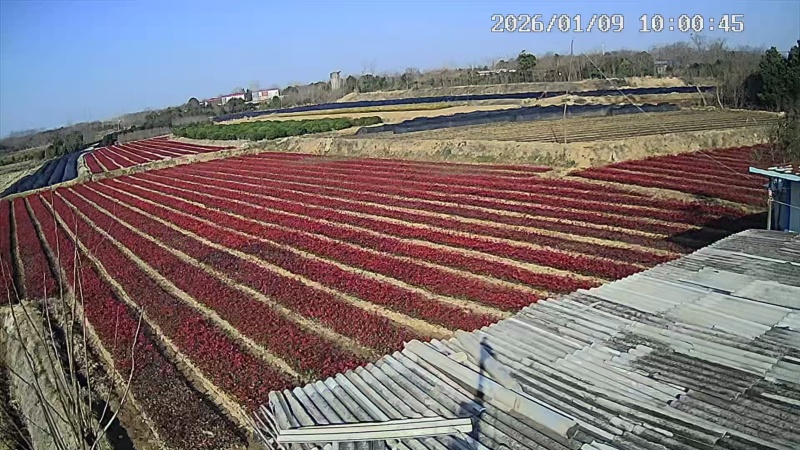 石楠小苗