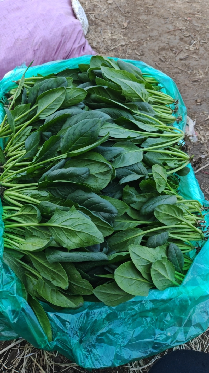 菠菜