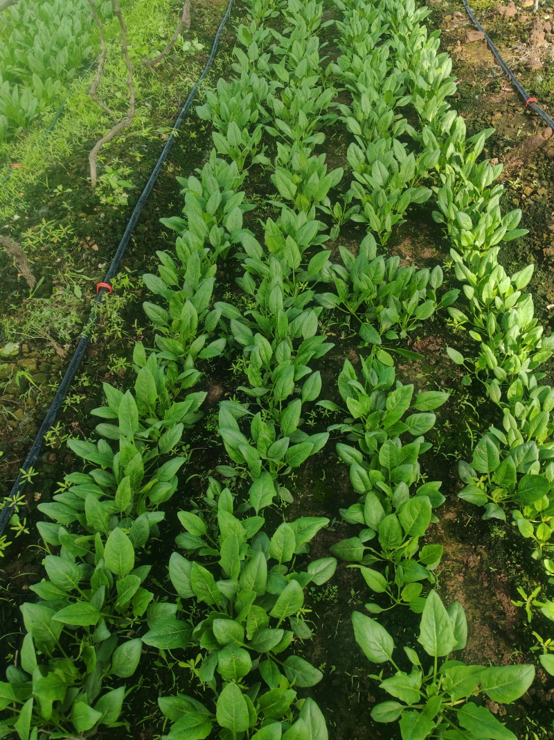 菠菜