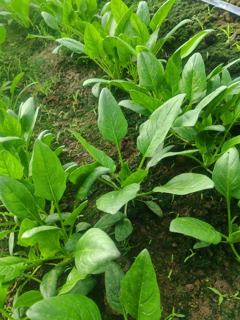 菠菜
