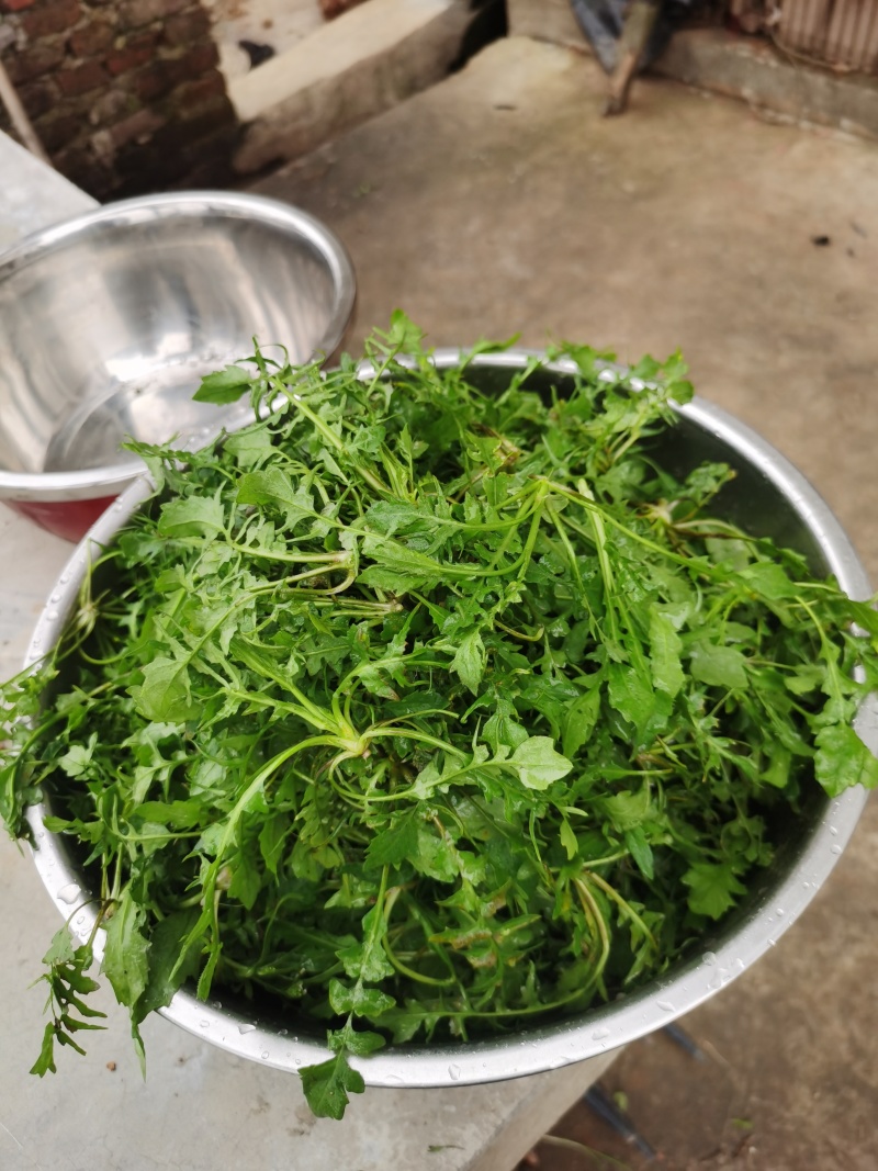 野生荠菜