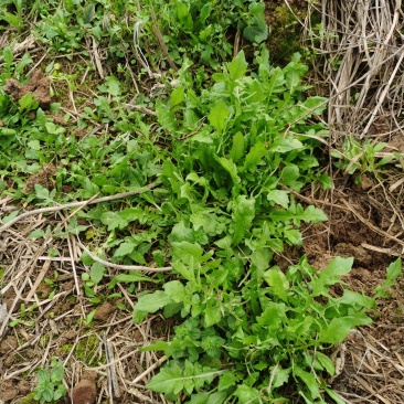 野生荠菜