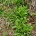 野生荠菜