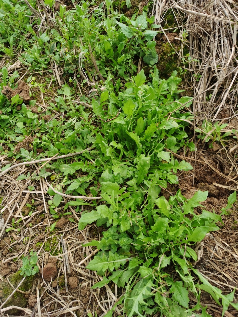 野生荠菜