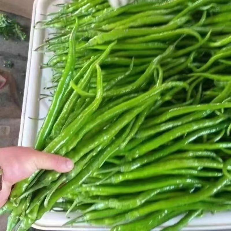 原产地批发零售圆椒螺丝椒黄皮