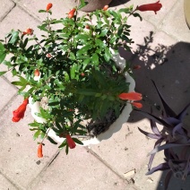 花椒
