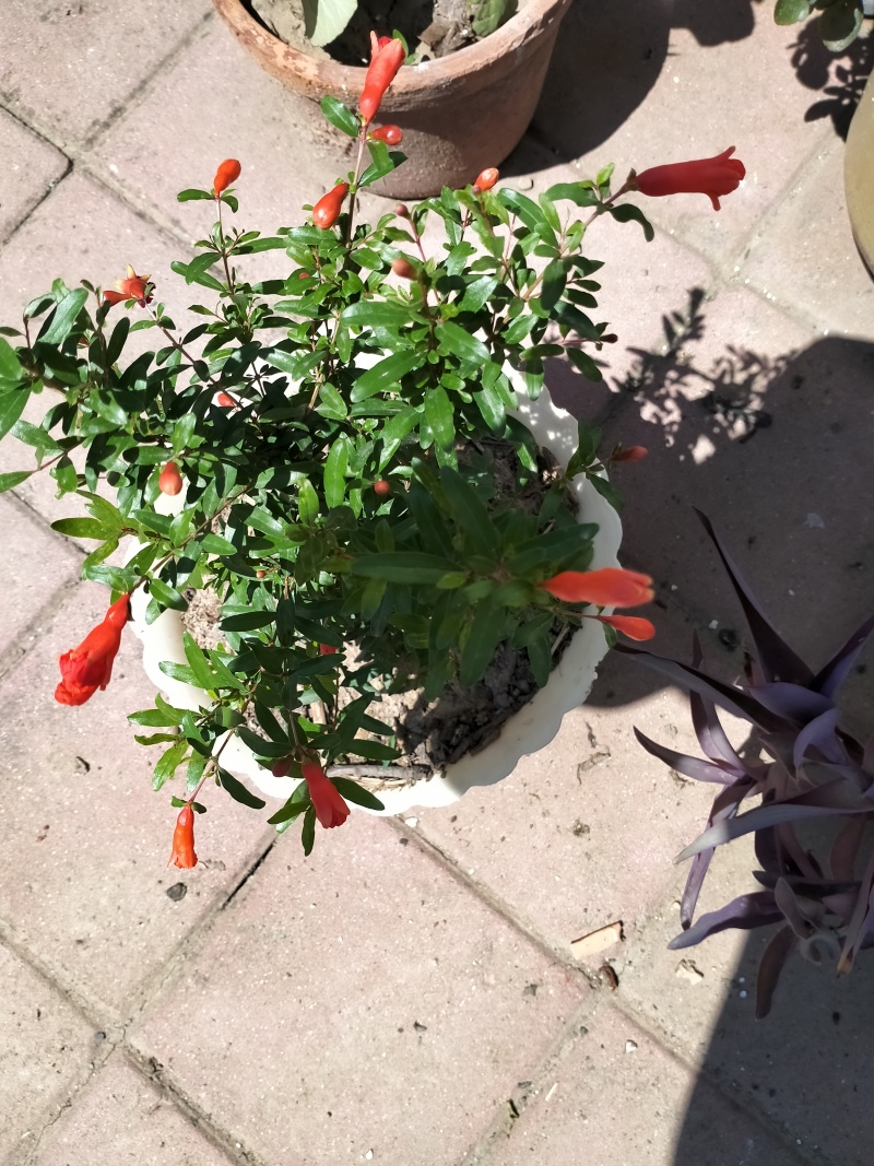 花椒