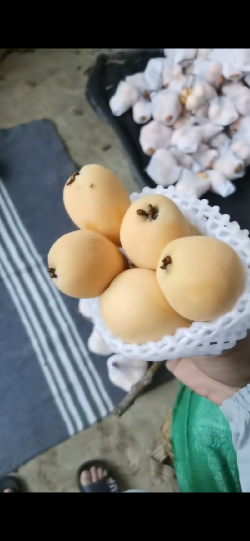 当季新鲜枇杷，口感香甜，品质稳定，可实地看果，量大