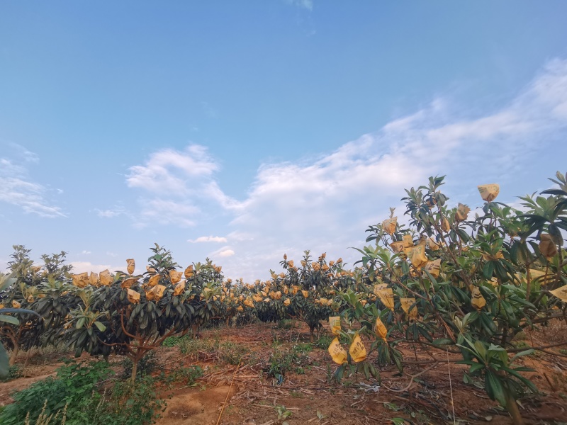 当季新鲜枇杷，口感香甜，品质稳定，可实地看果，量大