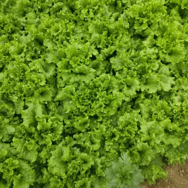 出售生菜一万斤