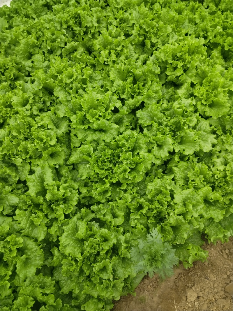 出售生菜一万斤