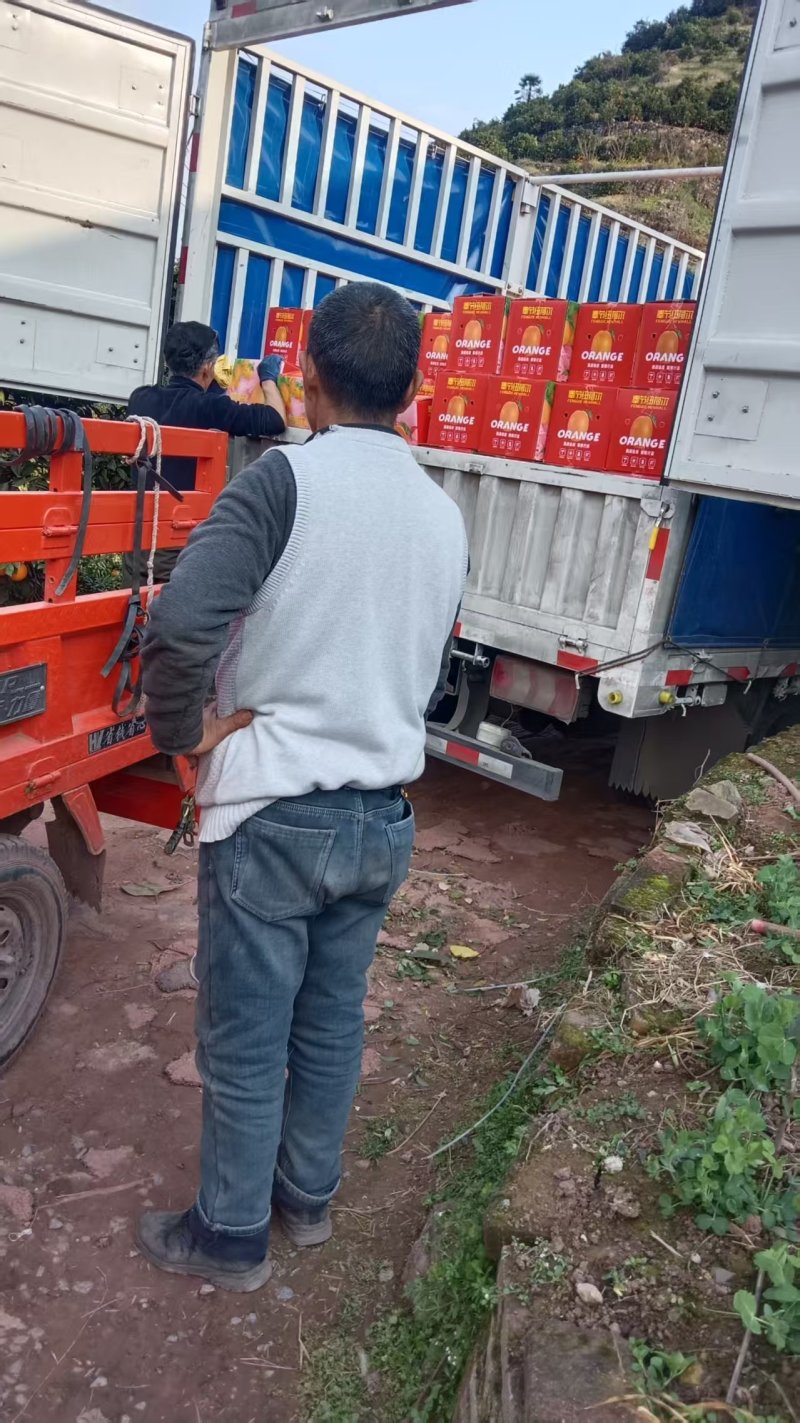 奉节脐橙纽荷尔品种橙通货