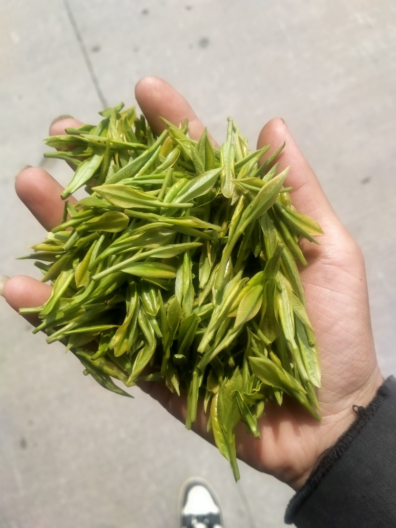 2026年新茶叶安吉白茶