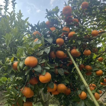 开州默科特橘子