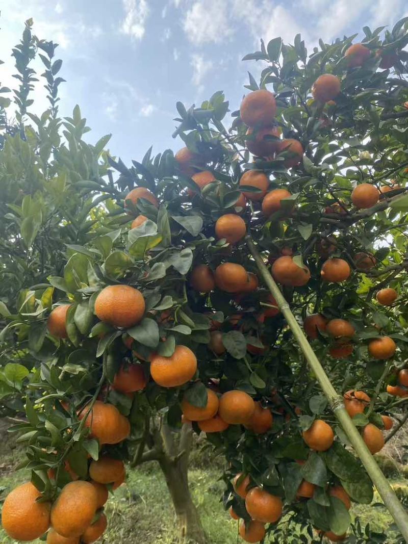 开州默科特橘子